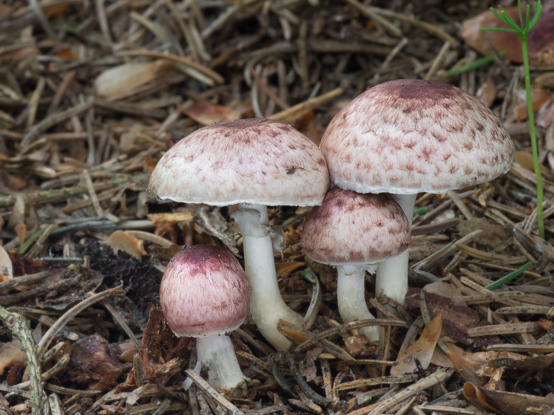 Agaricus purpurellus